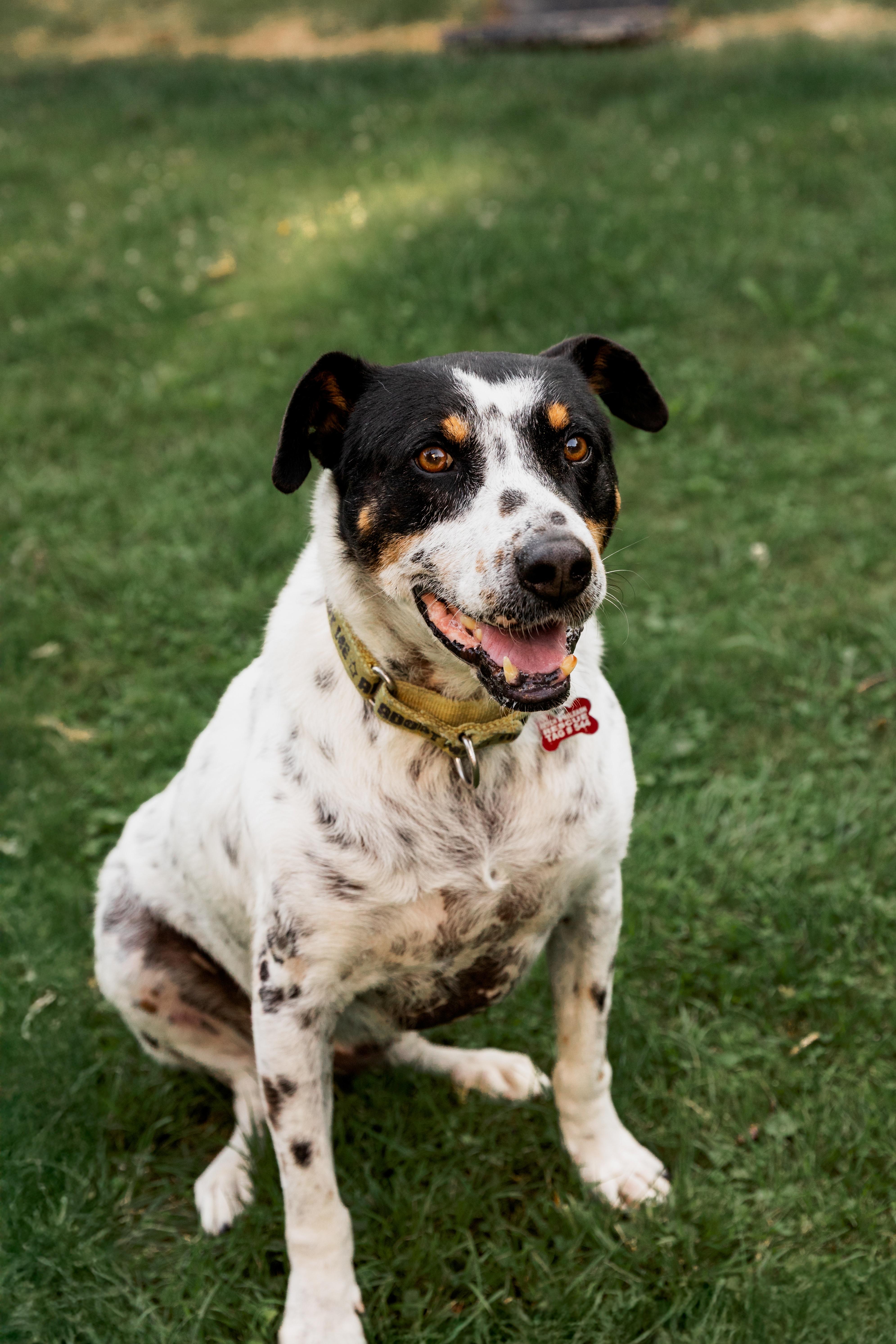 Enlarge Kiko, a ADOPTABLE Mixed Breed in Mississauga, ON image 1/5