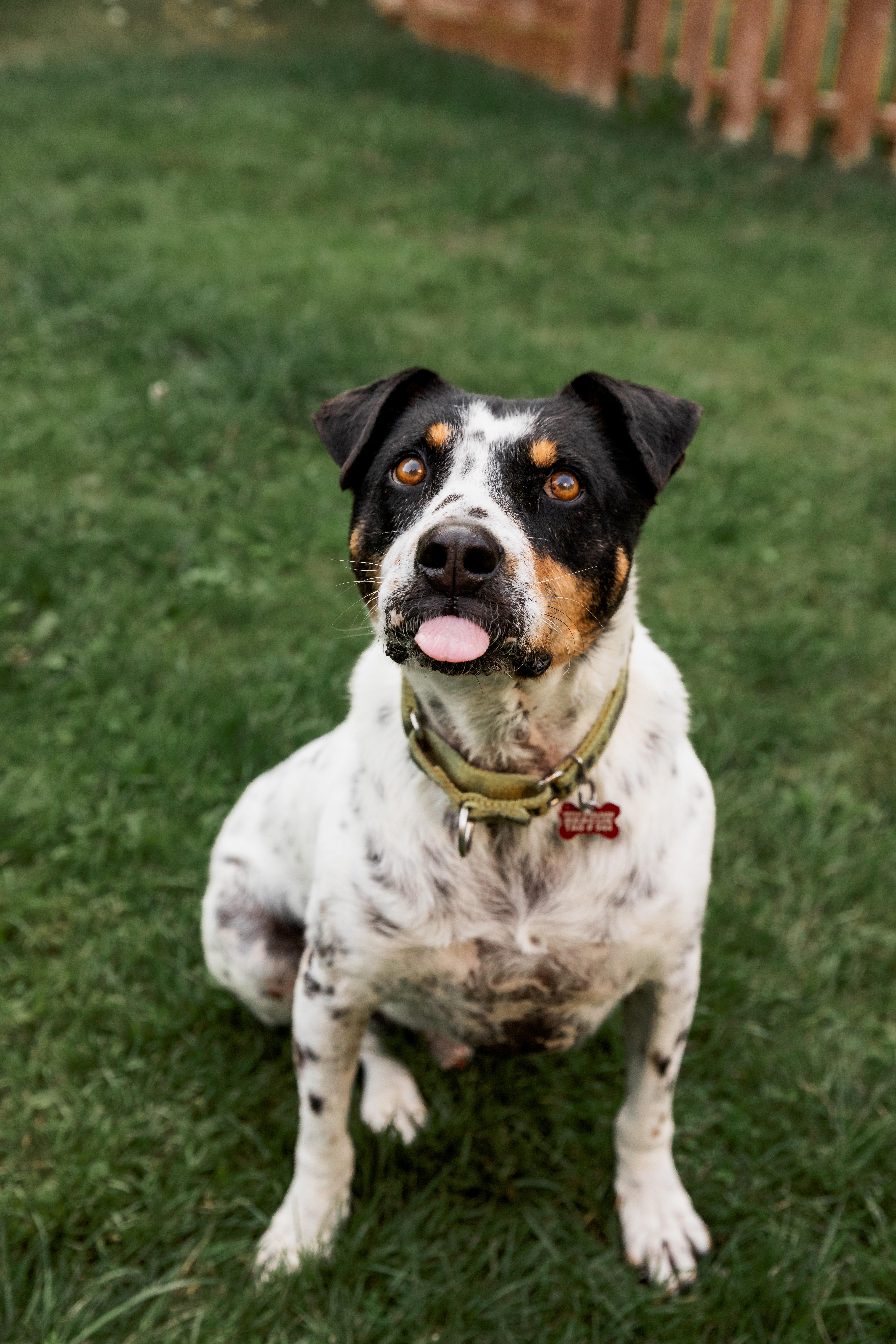 Enlarge Kiko, a ADOPTABLE Mixed Breed in Mississauga, ON image 5/5