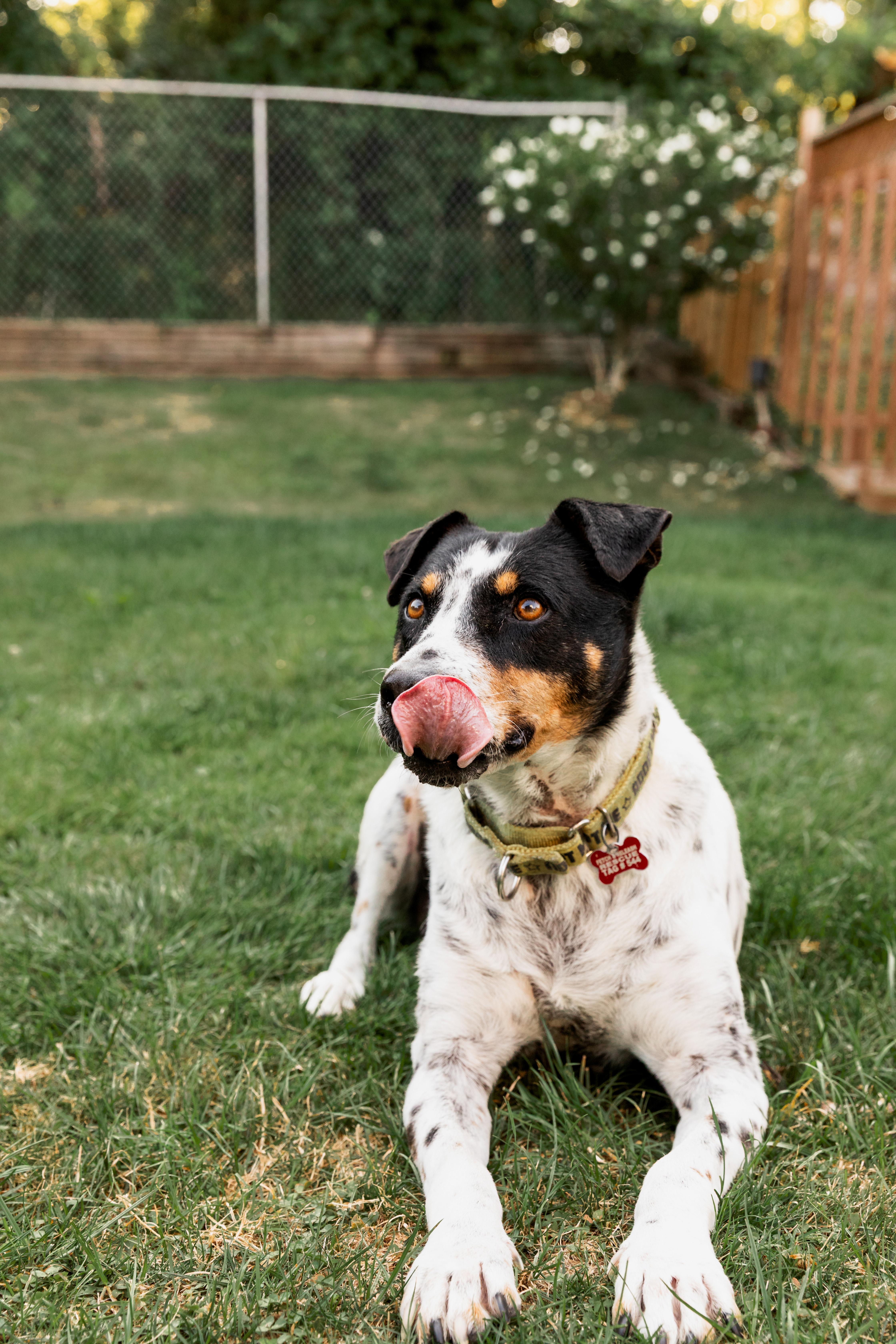 Enlarge Kiko, a ADOPTABLE Mixed Breed in Mississauga, ON image 4/5
