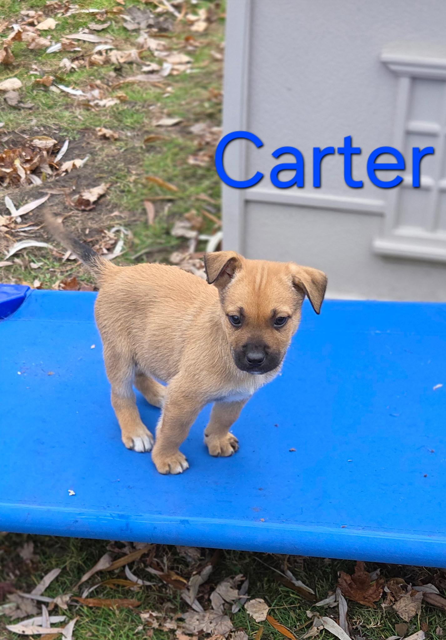 Carter