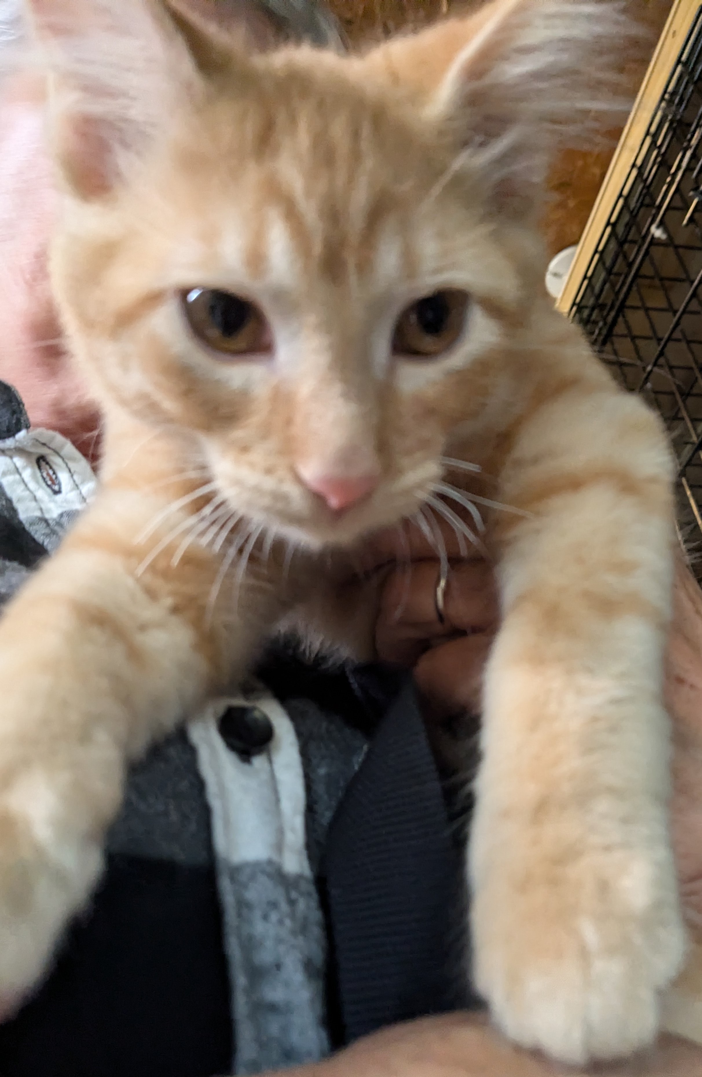 Biscuit, Adopted, Kitten Male American Shorthair.