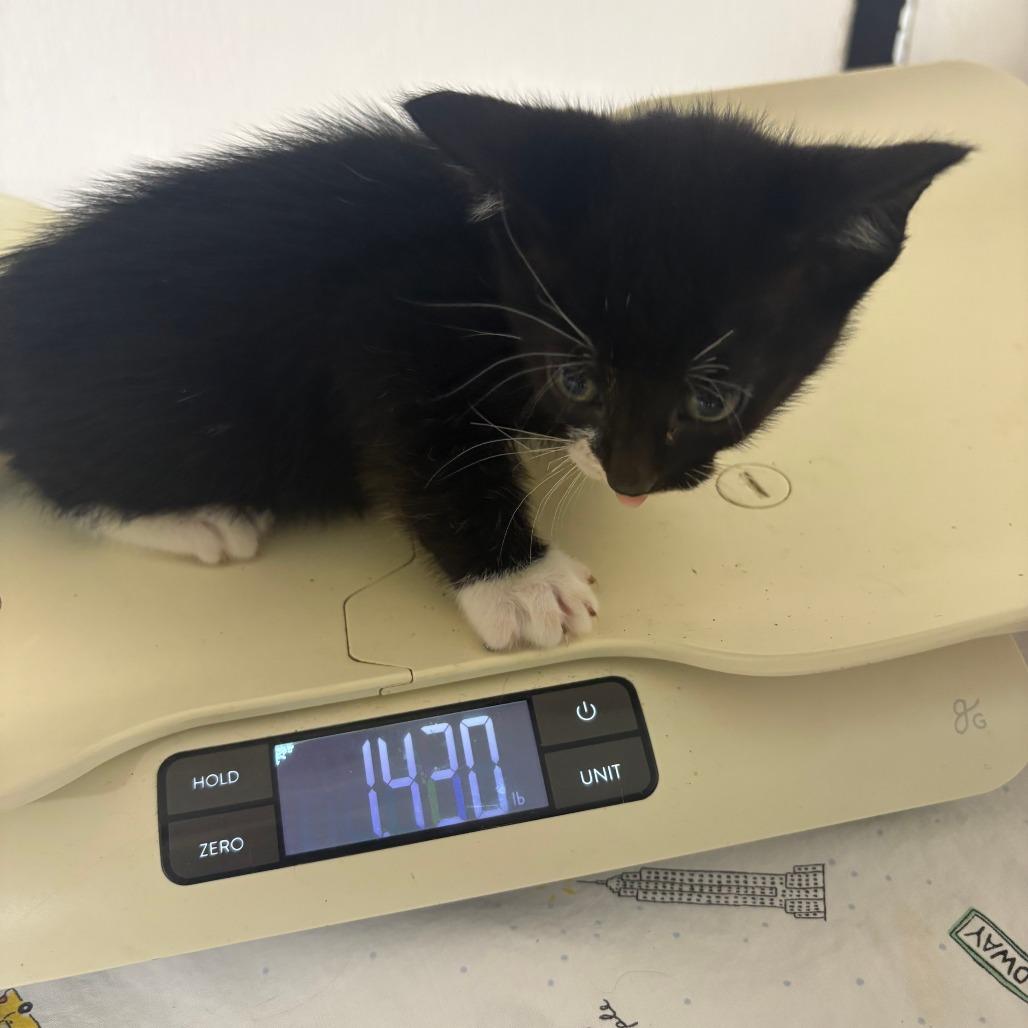 BRAZ-Stray-136752_2_3_4