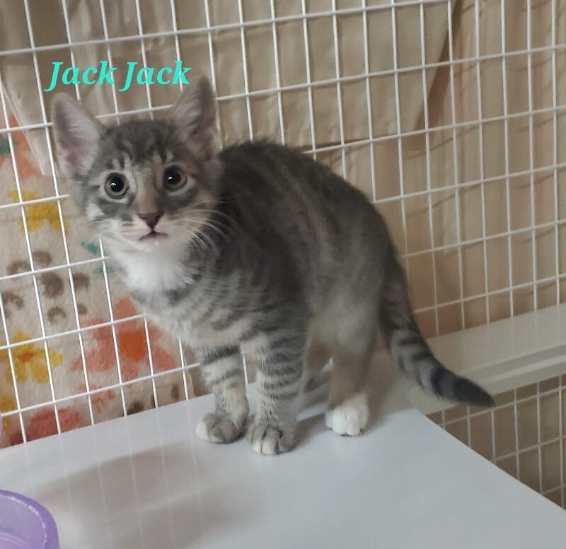 Jack Jack, Adoptable, Kitten Male Domestic Short Hair.