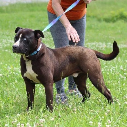 Chain- Sponsored Adoption