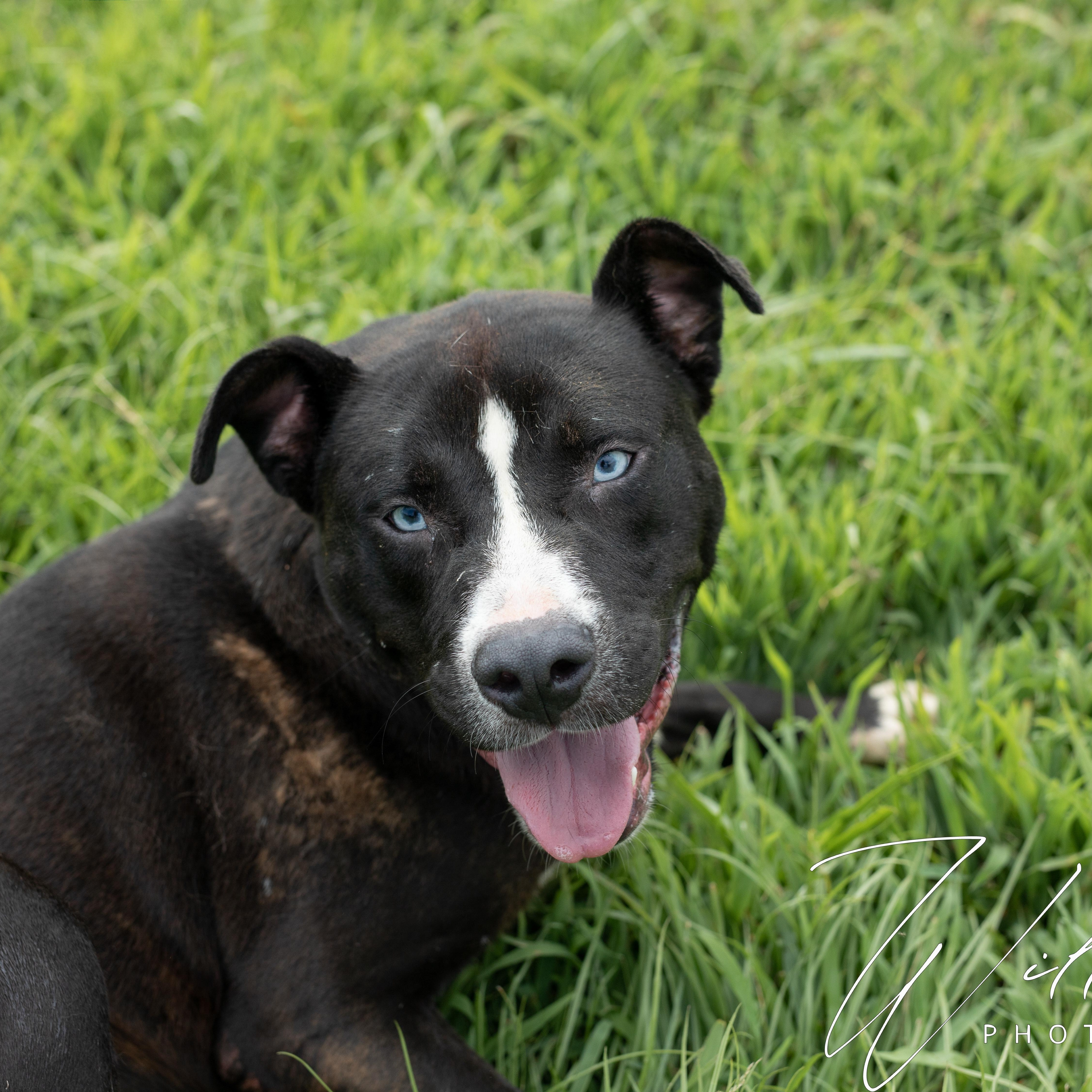 Chain- Sponsored Adoption