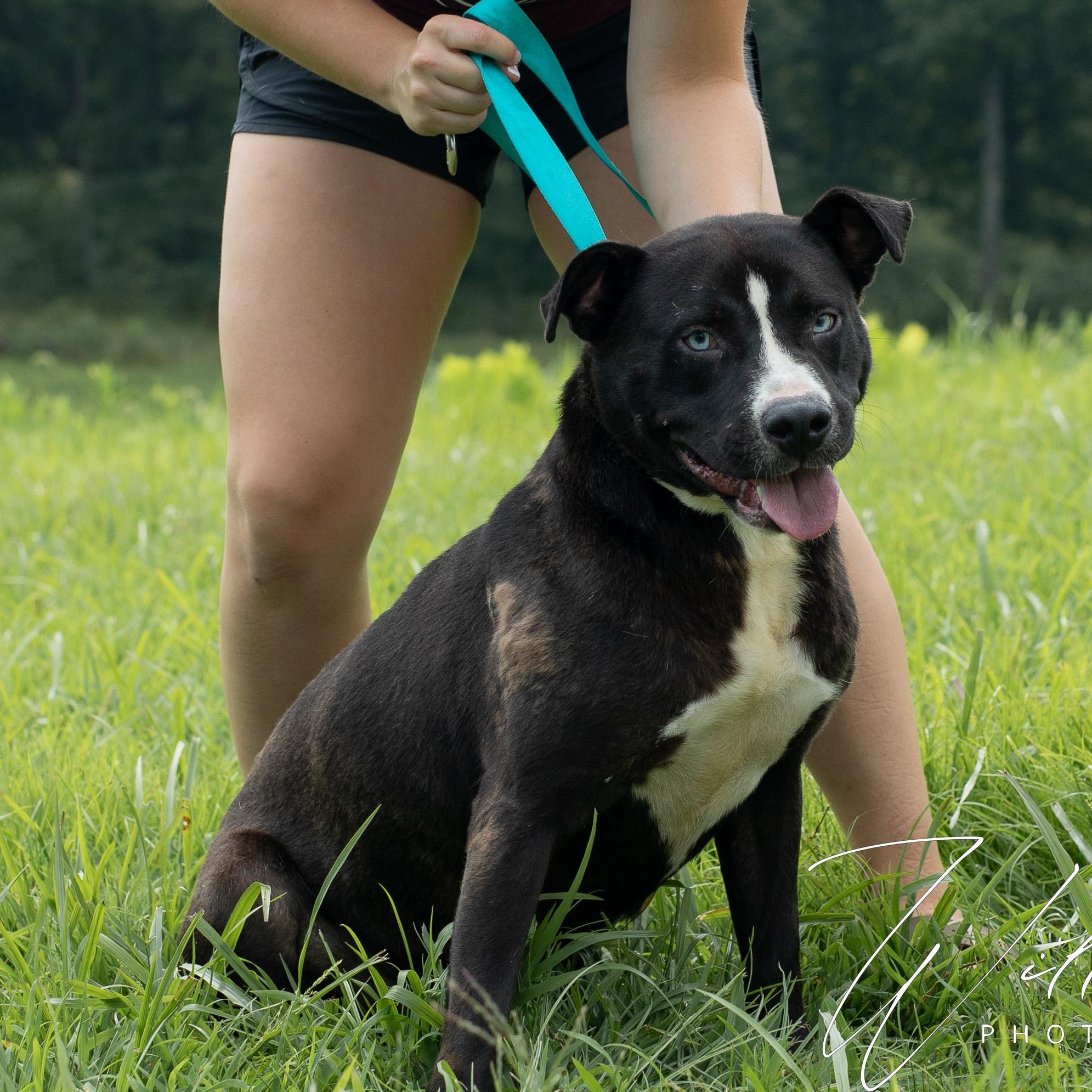 Chain- Sponsored Adoption