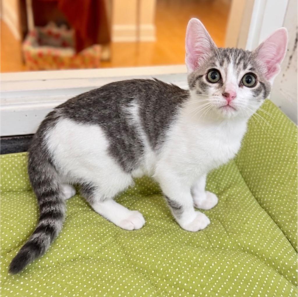 Enlarge Coral, a Adoptable mixed breed in Cambria, CA image 1/5