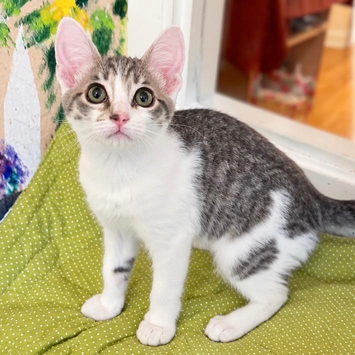 Enlarge Coral, a Adoptable mixed breed in Cambria, CA image 4/5