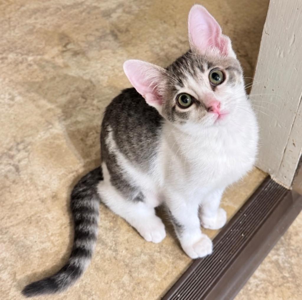 Enlarge Coral, a Adoptable mixed breed in Cambria, CA image 5/5