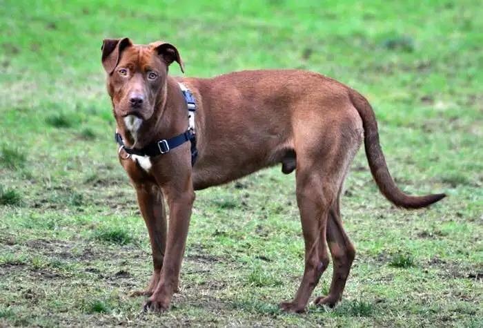 Coco OHD-245-25, Adoptable, Young Male Labrador Retriever.