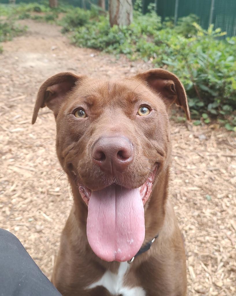 Enlarge Coco OHD-245-25, a Adoptable Labrador Retriever in Coupeville, WA image 2/6