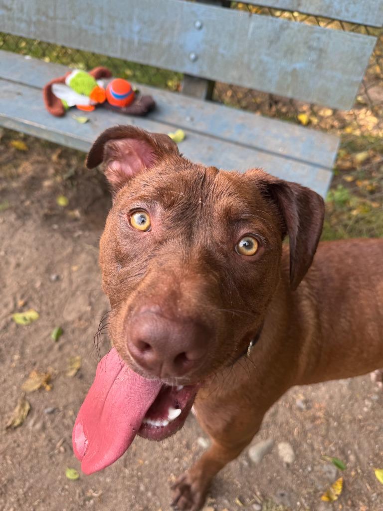 Enlarge Coco OHD-245-25, a Adoptable Labrador Retriever in Coupeville, WA image 3/6