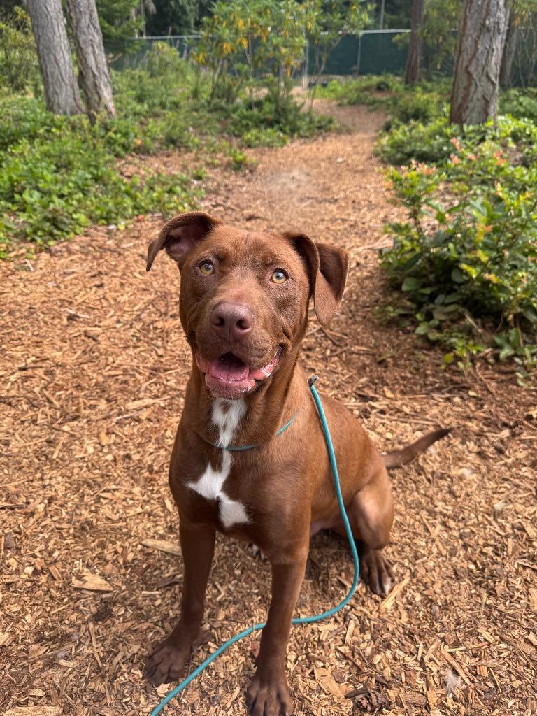 Enlarge Coco OHD-245-25, a Adoptable Labrador Retriever in Coupeville, WA image 4/6