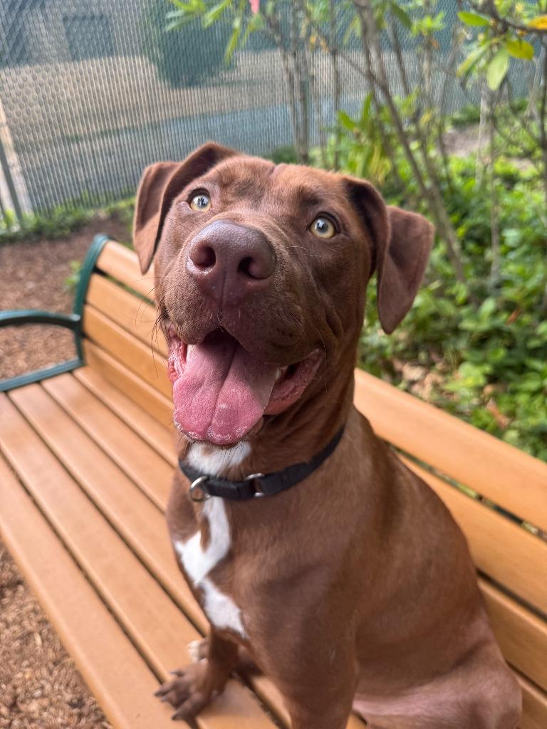 Enlarge Coco OHD-245-25, a Adoptable Labrador Retriever in Coupeville, WA image 5/6