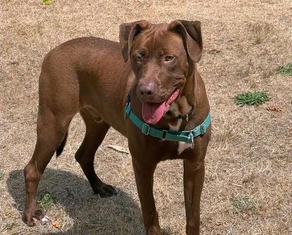 Enlarge Coco OHD-245-25, a Adoptable Labrador Retriever in Coupeville, WA image 6/6