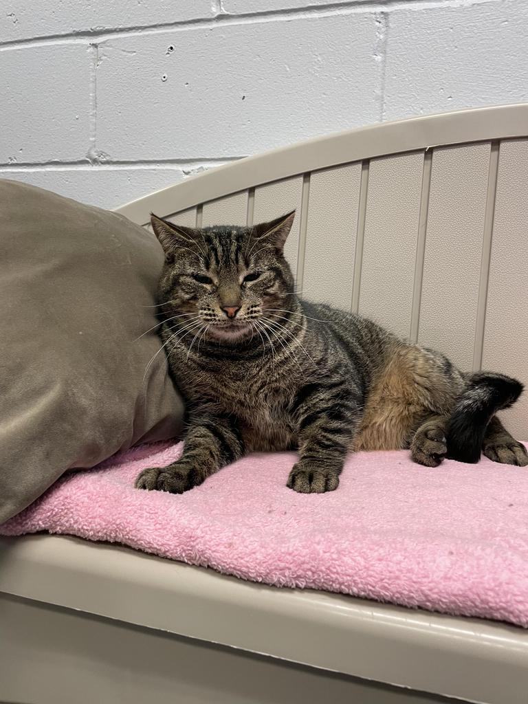 Enlarge Eddy, a Adoptable Domestic Short Hair in East Northport, NY image 1/4