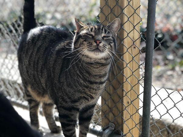 Enlarge Eddy, a Adoptable Domestic Short Hair in East Northport, NY image 2/4
