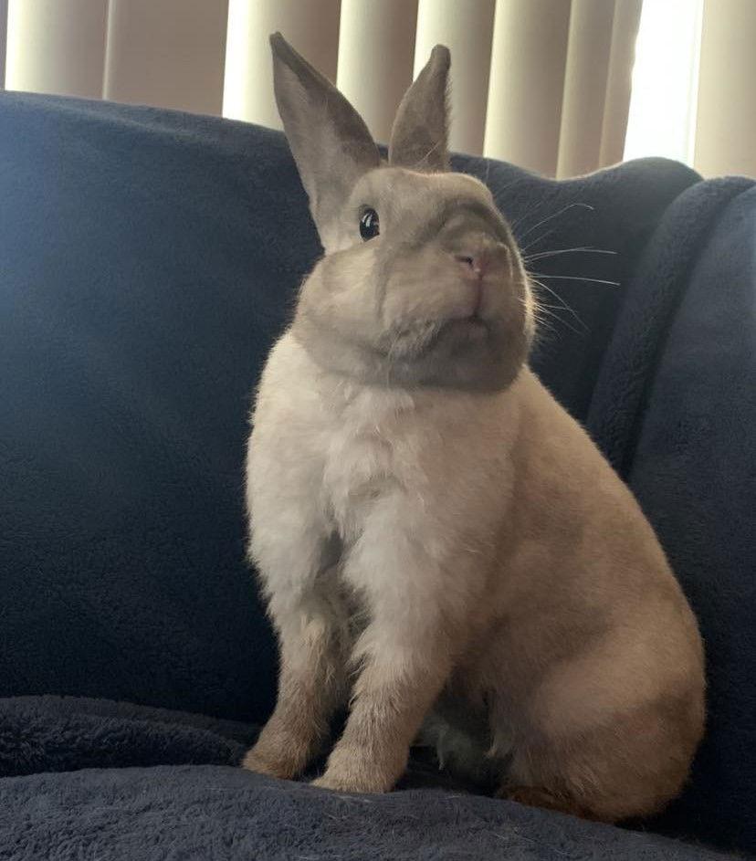 Enlarge Minx, a Adoptable Bunny Rabbit in Milwaukie, OR image 1/3