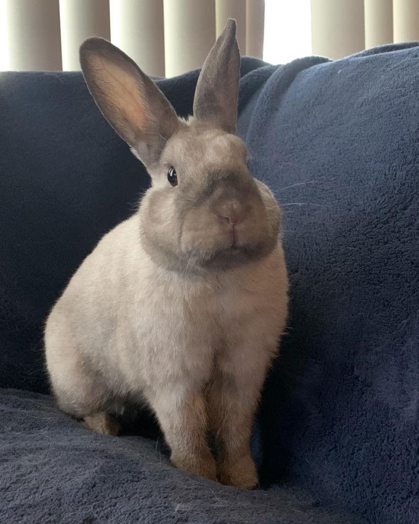 Enlarge Minx, a Adoptable Bunny Rabbit in Milwaukie, OR image 2/3