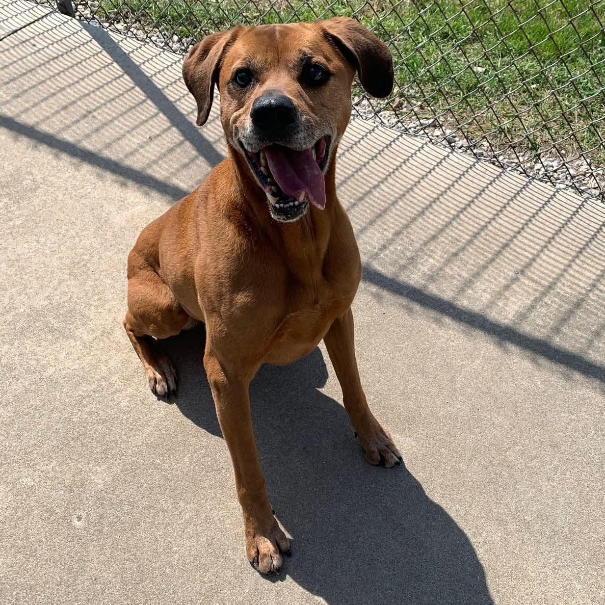 Enlarge Jax, a ADOPTABLE mixed breed in Eureka, IL image 3/4
