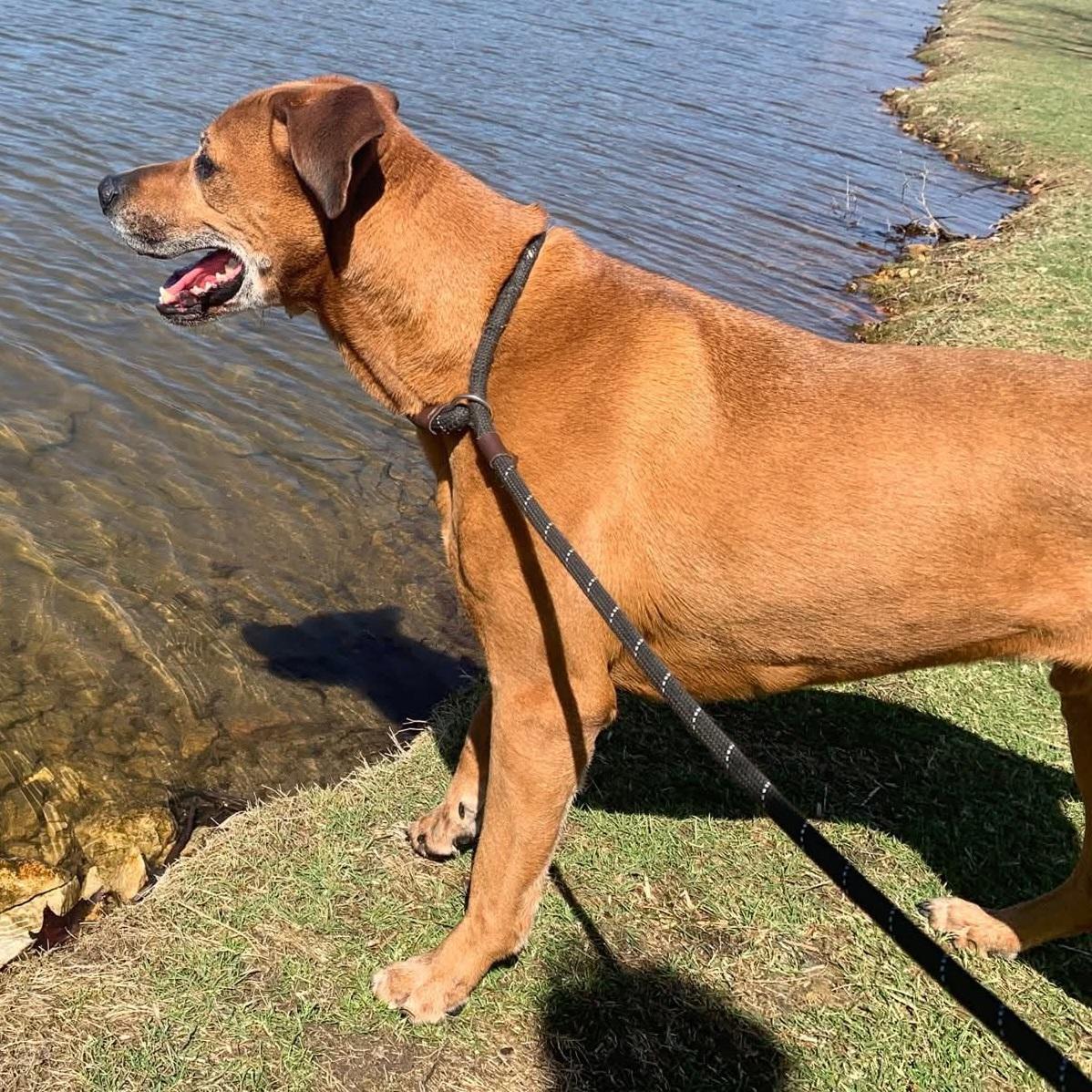 Enlarge Jax, a ADOPTABLE mixed breed in Eureka, IL image 2/4