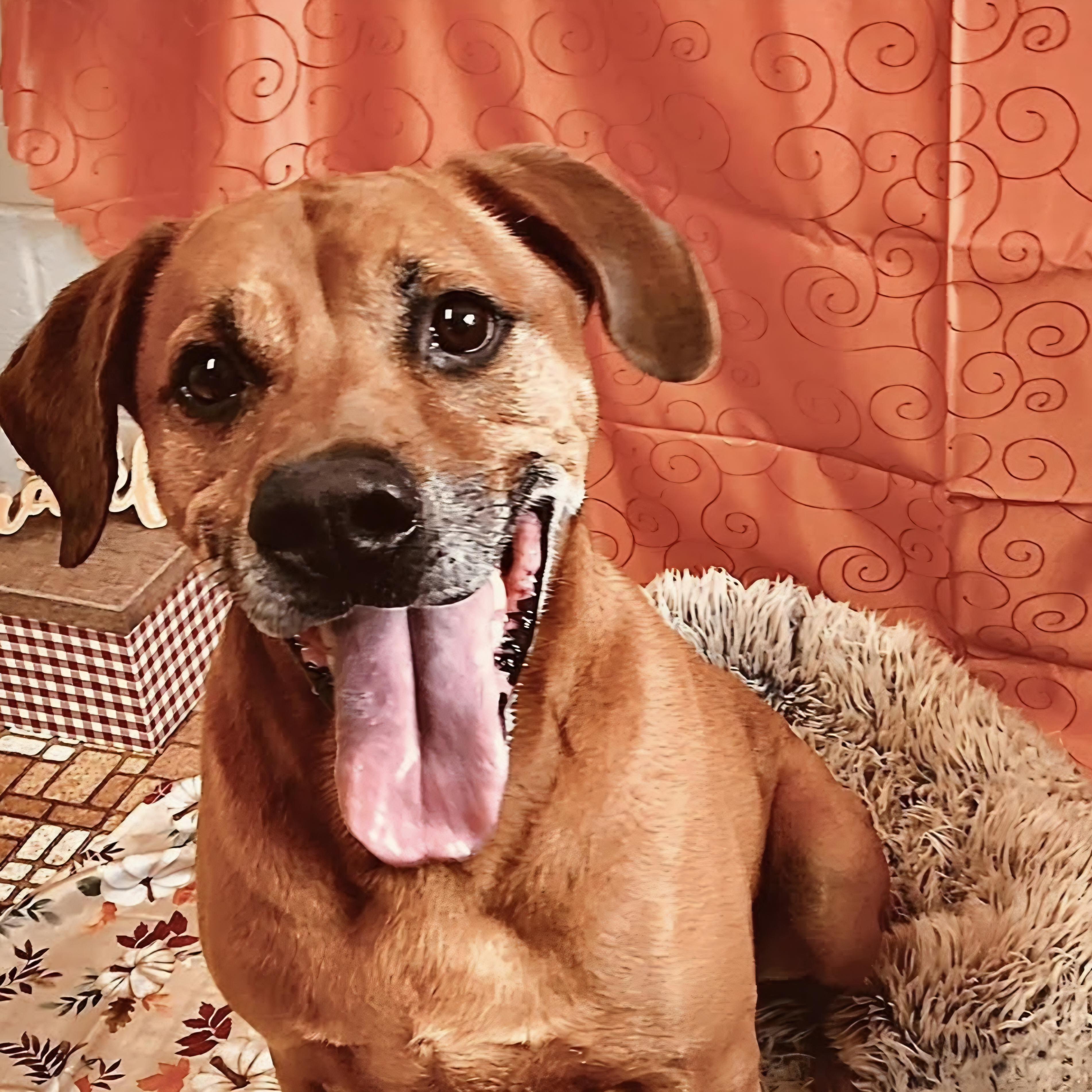 Enlarge Jax, a ADOPTABLE mixed breed in Eureka, IL image 4/4