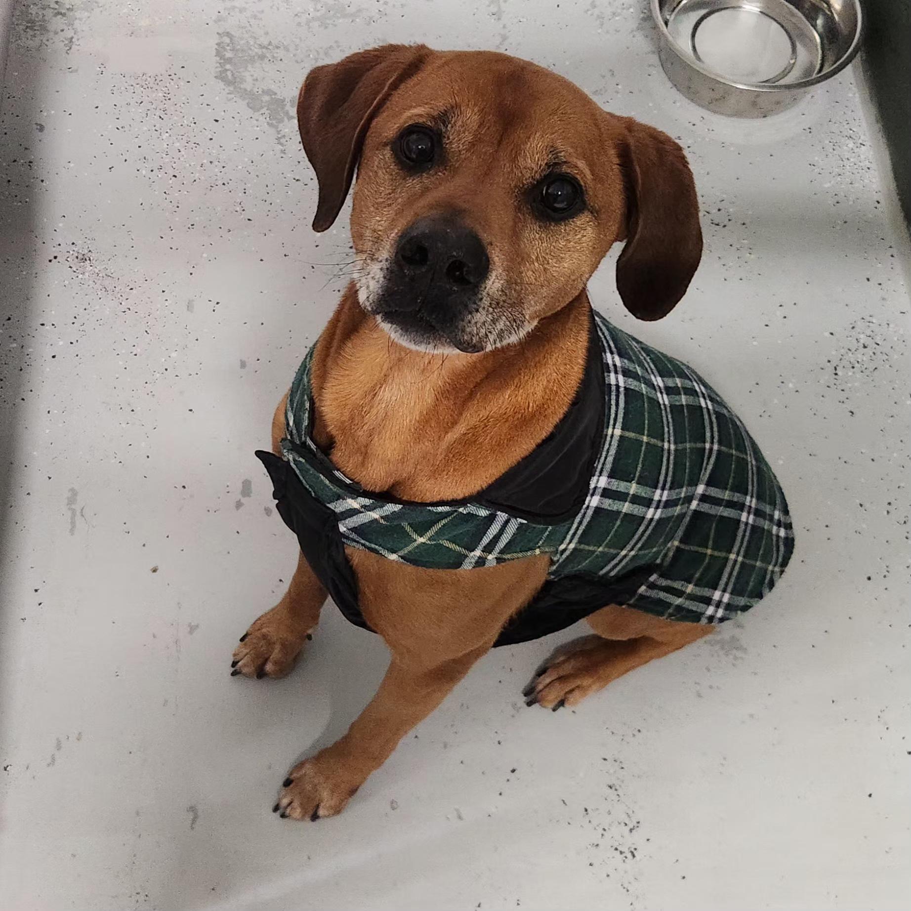 Enlarge Jax, a ADOPTABLE mixed breed in Eureka, IL image 1/4