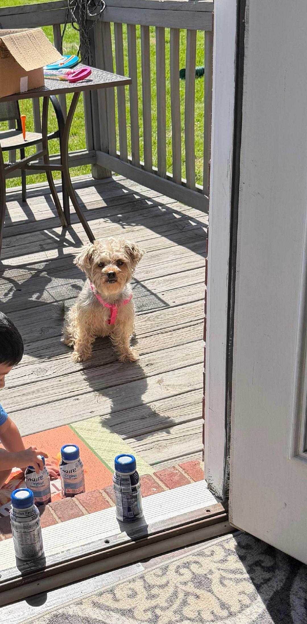 Lacey, adopted, Young Female Morkie.