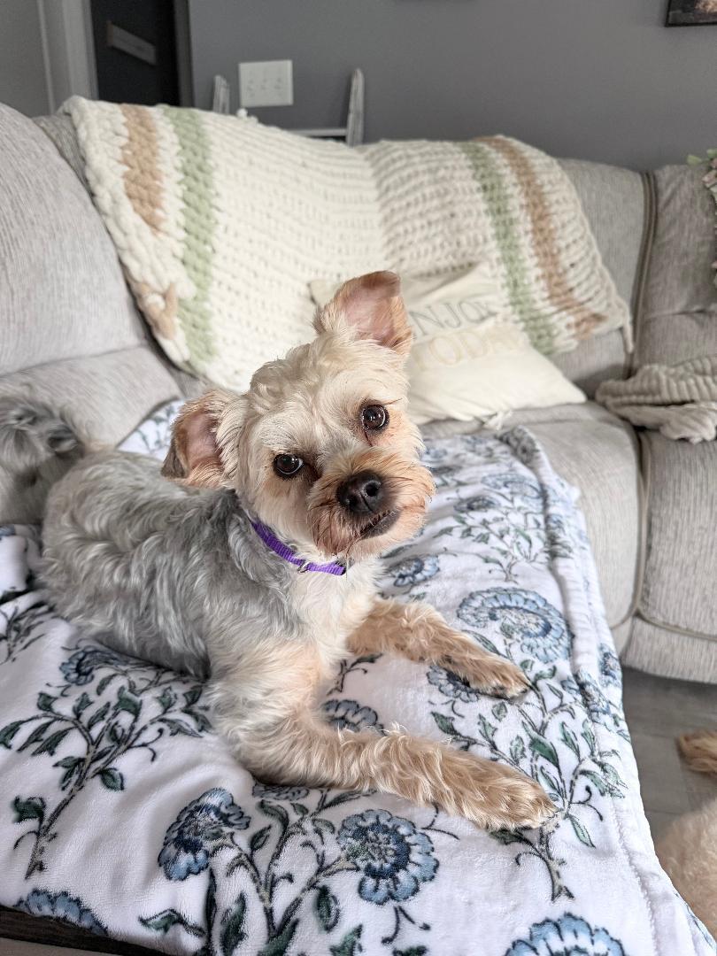 Enlarge Lacey, an adopted Morkie in Louisville, KY image 2/2