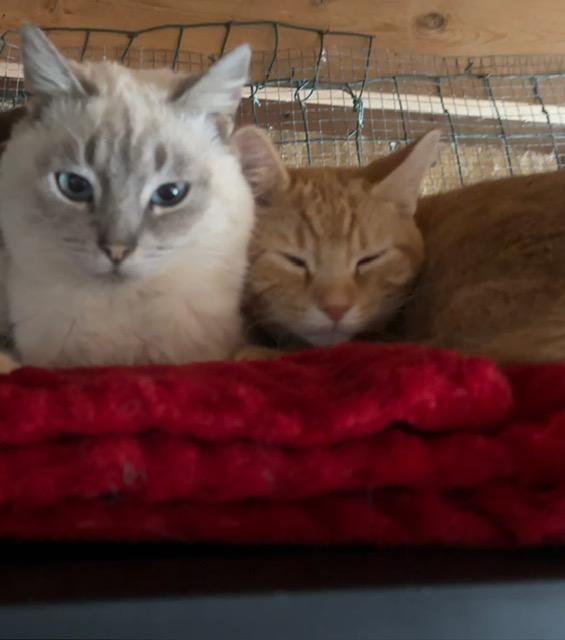 Rudolph, adopted, Young Male Domestic Short Hair.