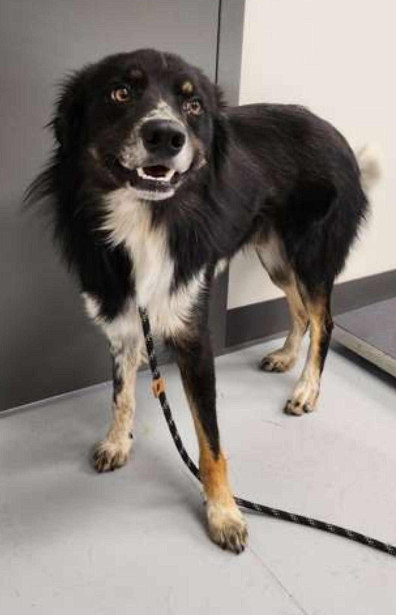 Enlarge Gunny Dax, a Adoptable mixed breed in Valrico, FL image 1/3