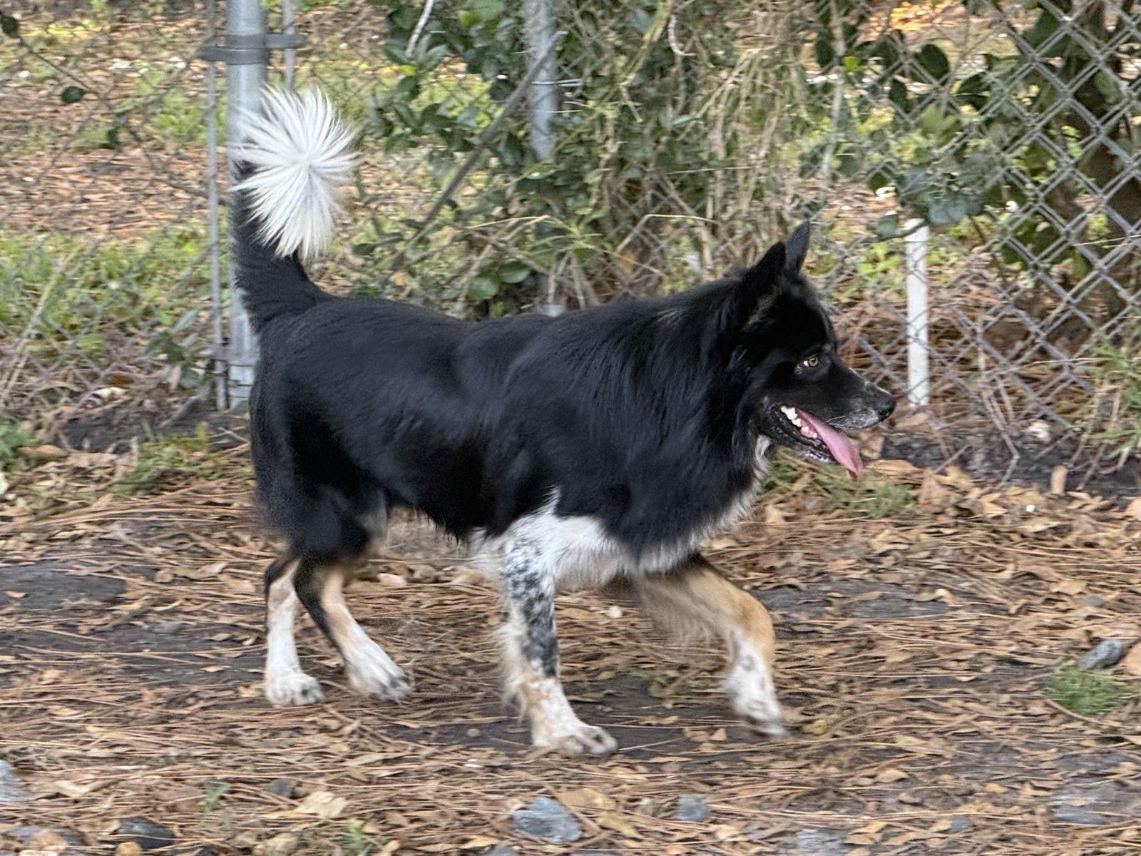 Gunny Dax, Adoptable, Young Male Australian Shepherd & Border Collie.