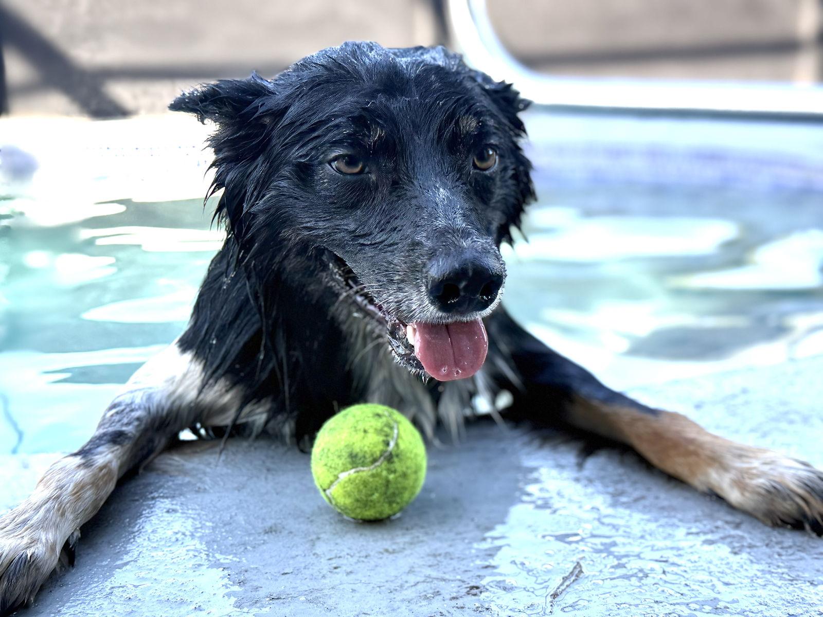 Enlarge Gunny Dax, a Adoptable mixed breed in Valrico, FL image 2/3