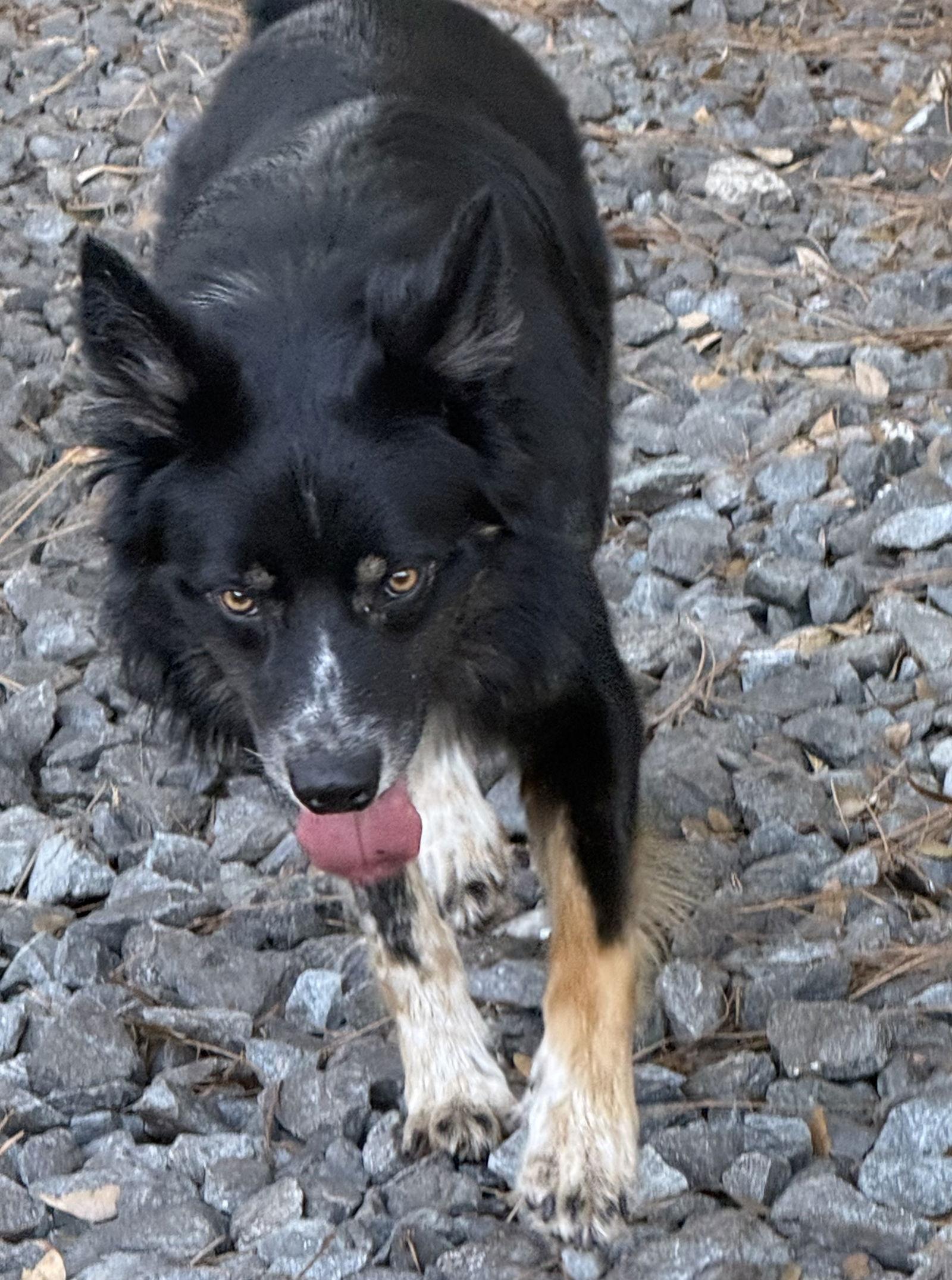 Enlarge Gunny Dax, a Adoptable mixed breed in Valrico, FL image 2/3