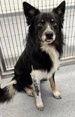 Enlarge Gunny Dax, a Adoptable mixed breed in Valrico, FL image 3/3