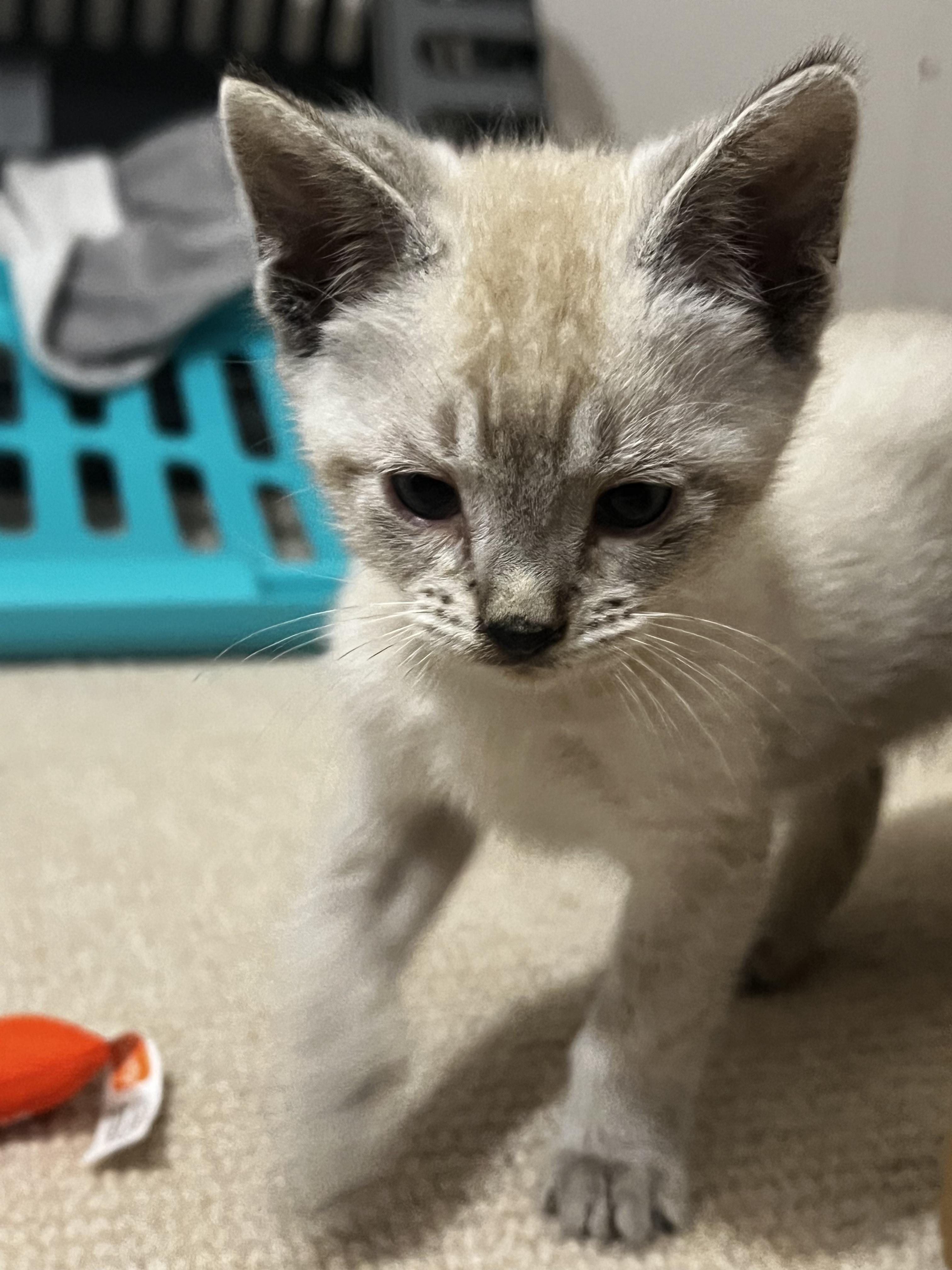 Enlarge Ziggy (Bonded With Blue), a Adopted Siamese in San Francisco, CA image 1/3