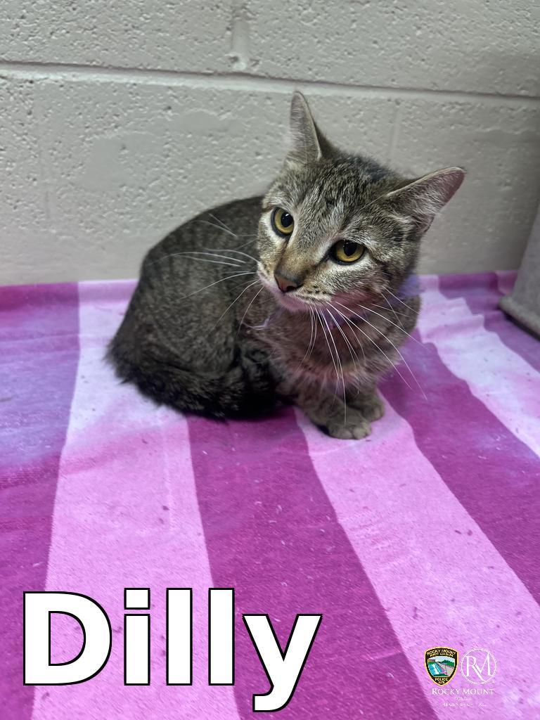 Enlarge Dilly, a Adoptable mixed breed in Rocky Mount, NC image 1/3
