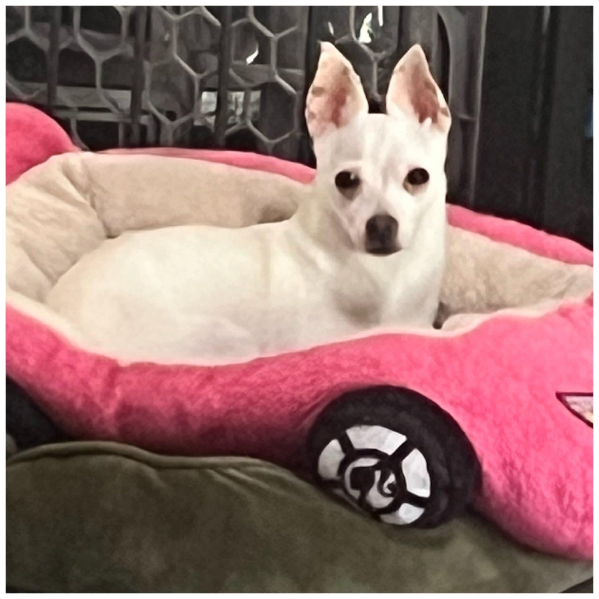 Jazzy, a ADOPTABLE Chihuahua in Clovis, CA image 2/3