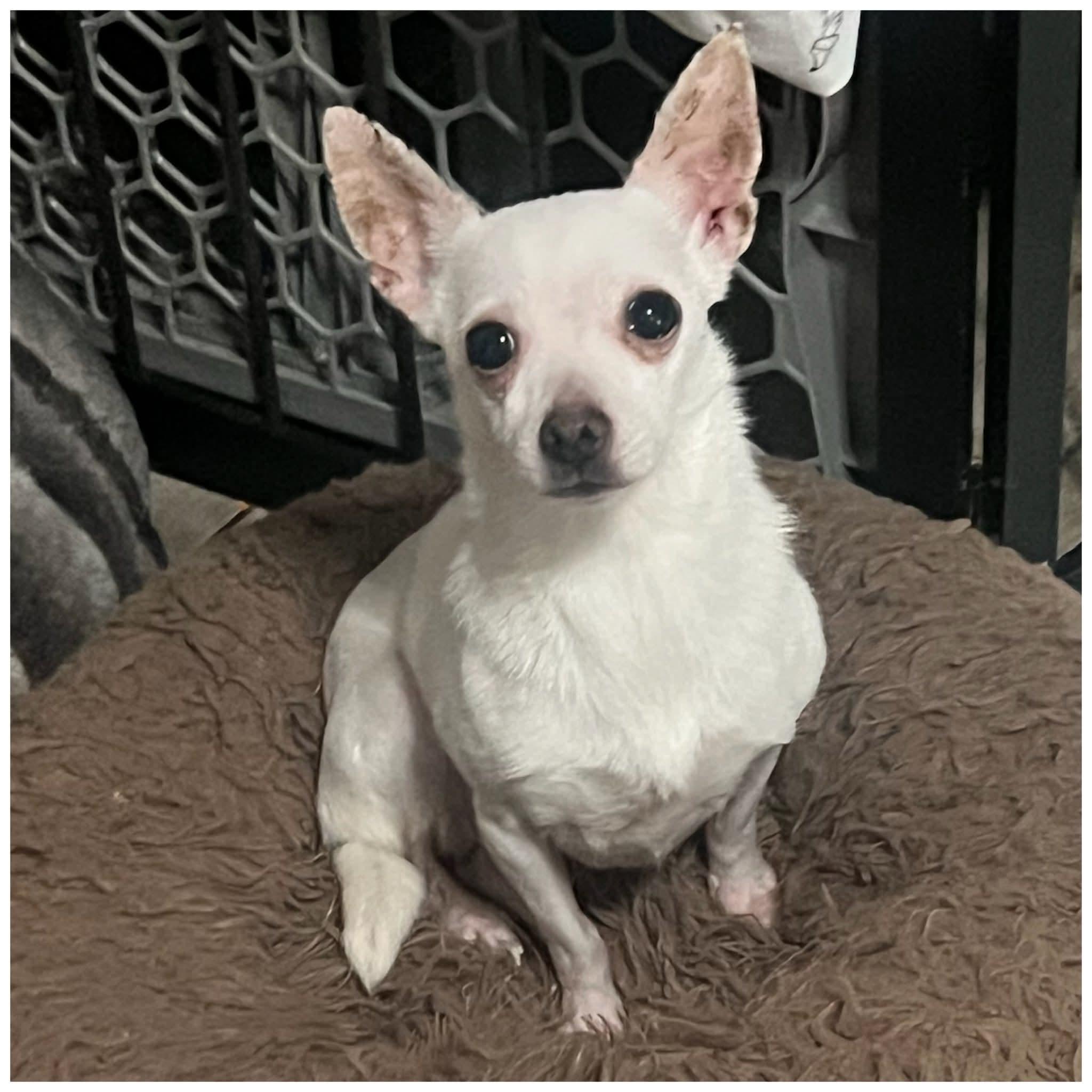 Jazzy, a ADOPTABLE Chihuahua in Clovis, CA image 3/3