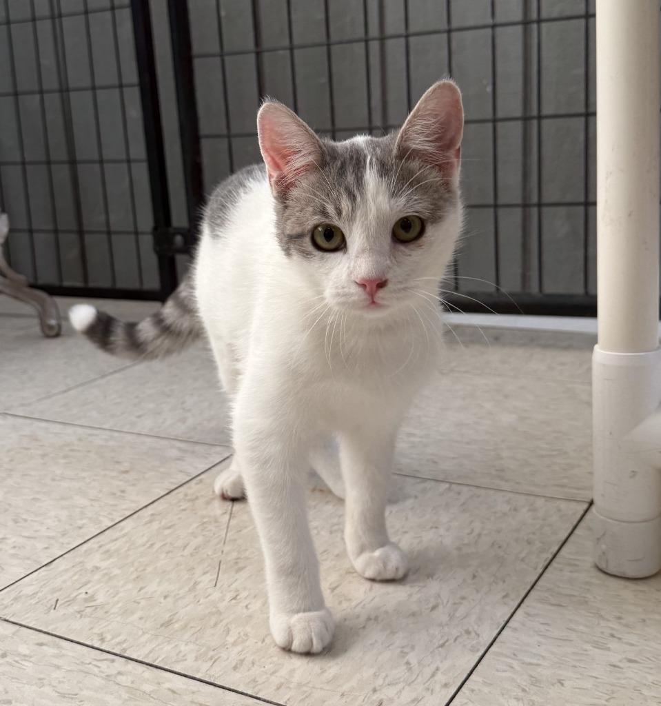Enlarge Iola, a Adoptable mixed breed in Lemoore, CA image 1/2
