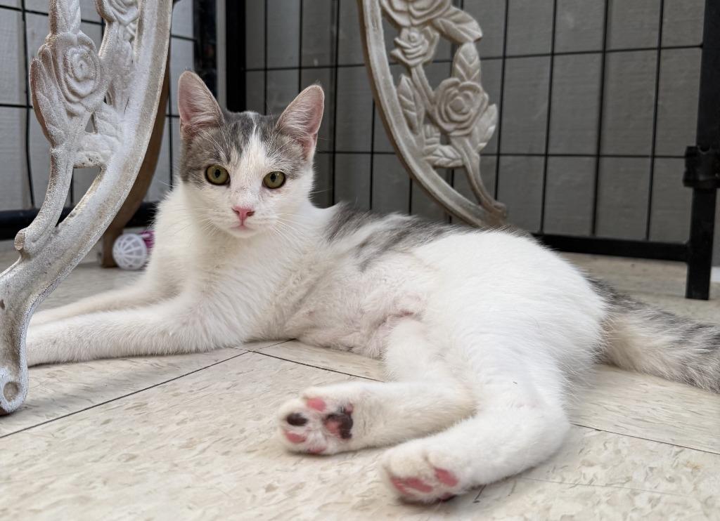 Enlarge Iola, a Adoptable mixed breed in Lemoore, CA image 2/2