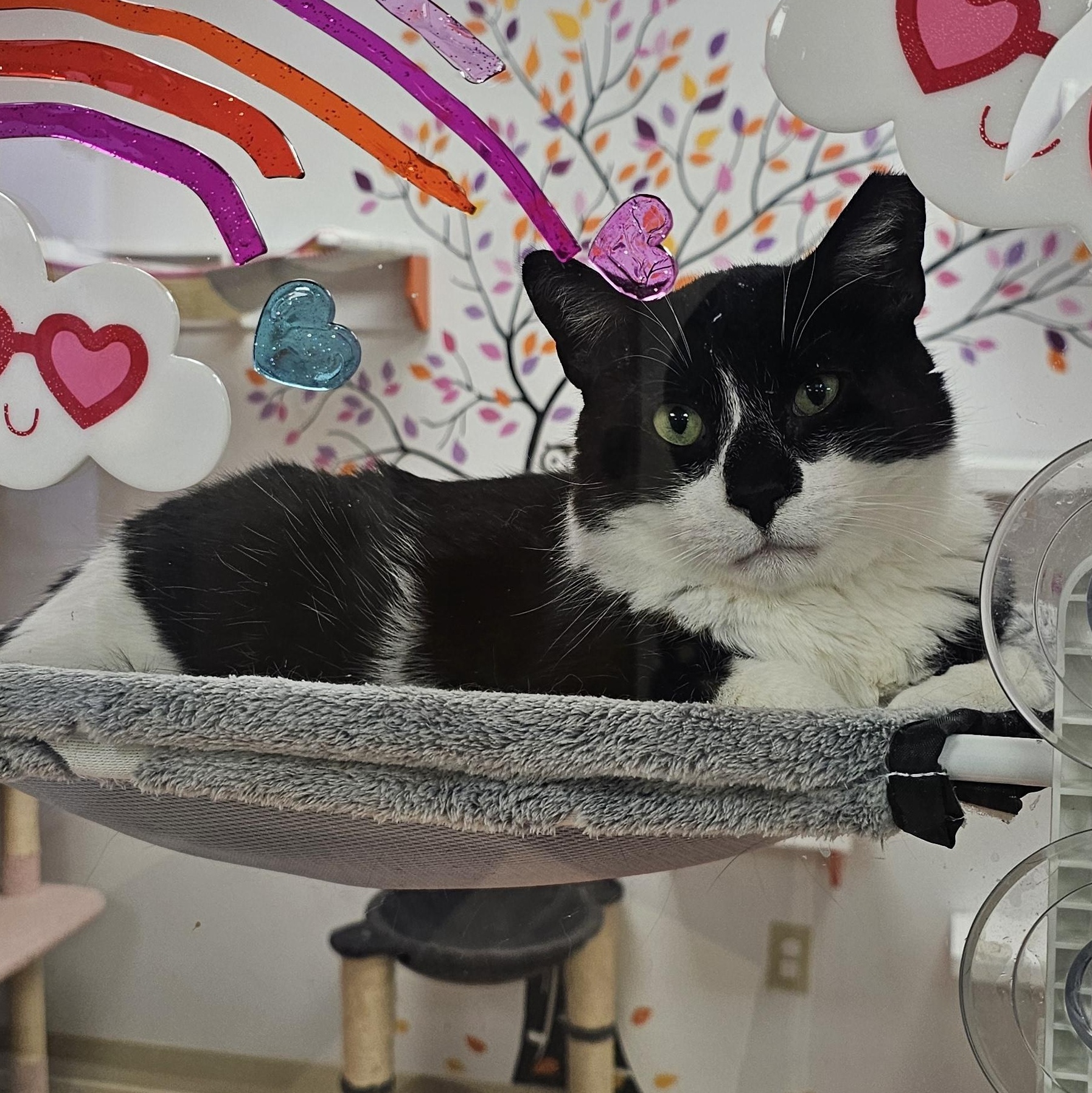 McFlurry, a Adoptable Domestic Short Hair in Norwalk, CT image 2/4