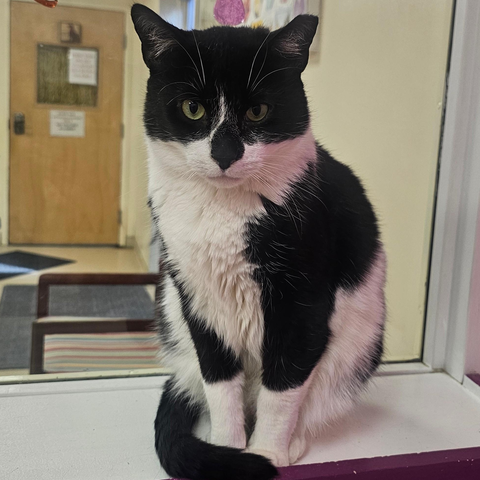 McFlurry, a Adoptable Domestic Short Hair in Norwalk, CT image 1/4