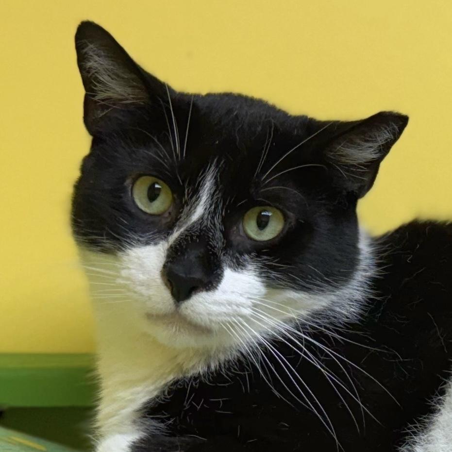 McFlurry, a Adoptable Domestic Short Hair in Norwalk, CT image 1/4
