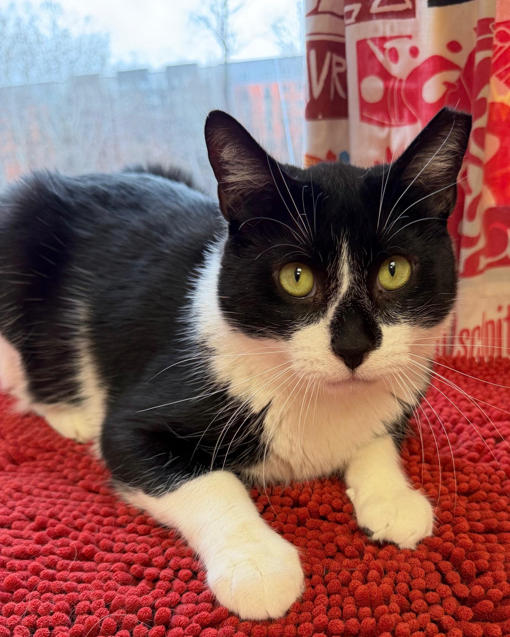 Enlarge McFlurry, a Adoptable Domestic Short Hair in Norwalk, CT image 1/5