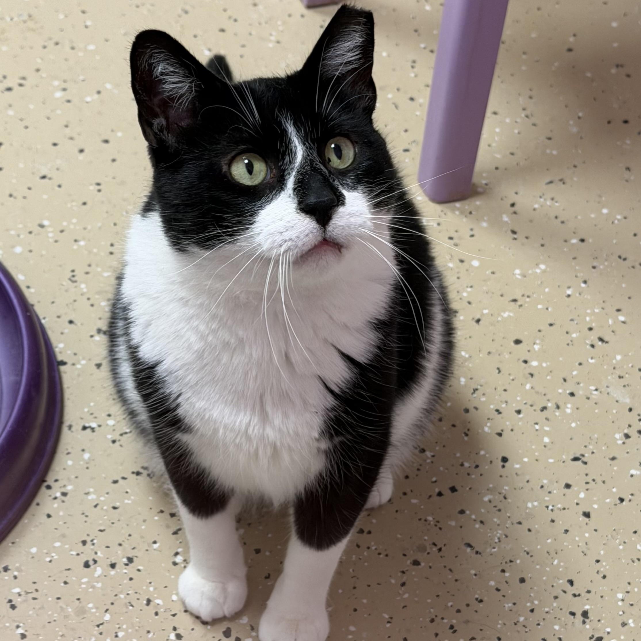 McFlurry, Adoptable, Young Male Domestic Short Hair.