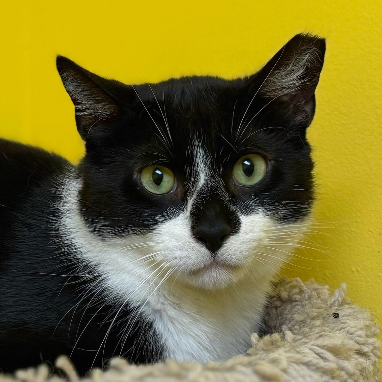 McFlurry, a Adoptable Domestic Short Hair in Norwalk, CT image 2/4