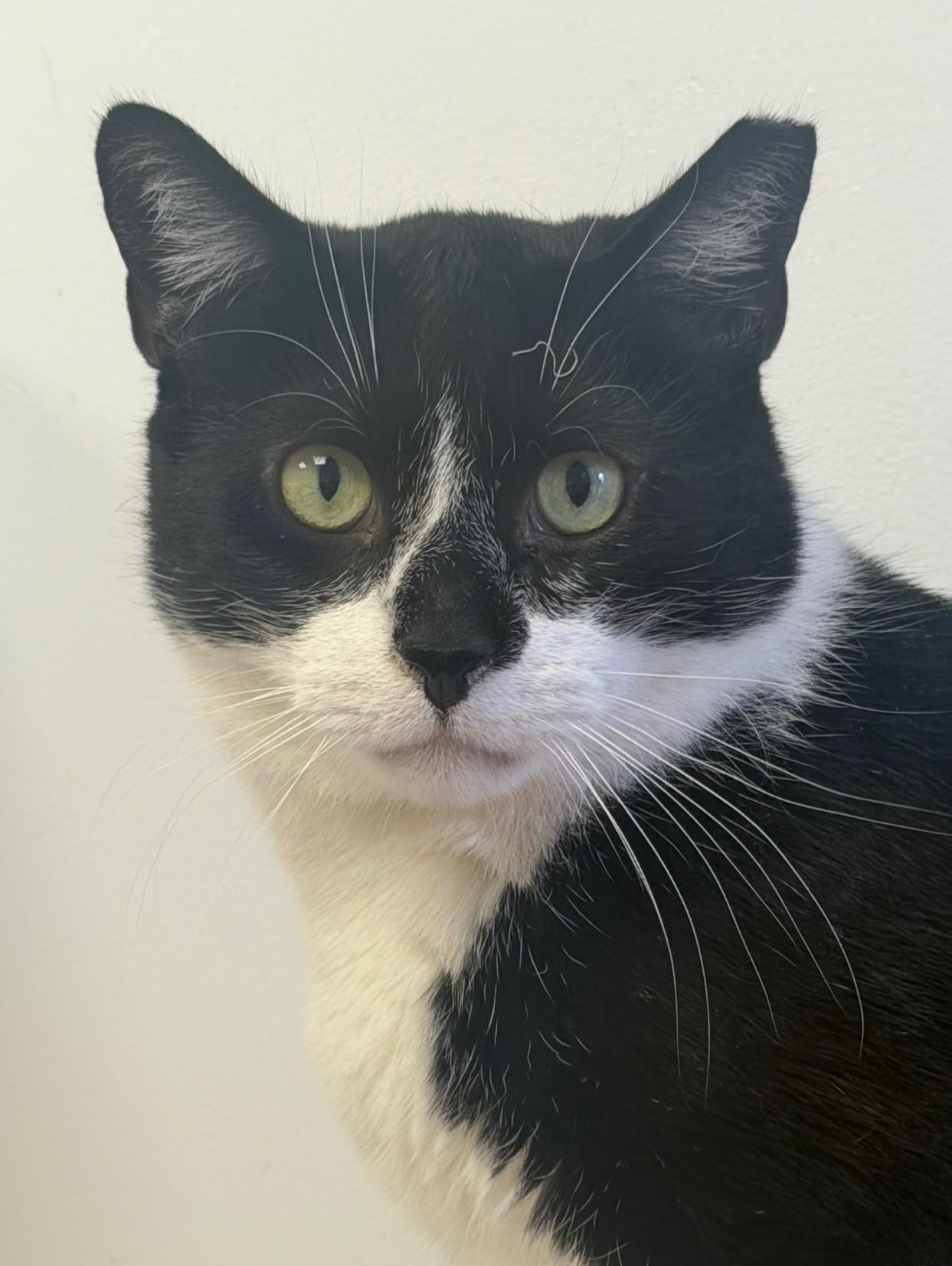 Enlarge McFlurry, a Adoptable Domestic Short Hair in Norwalk, CT image 2/5