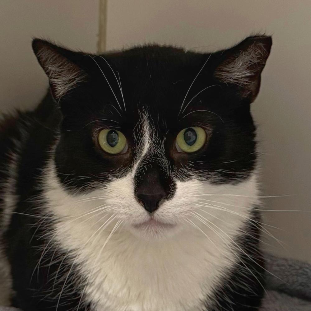 McFlurry, a Adoptable Domestic Short Hair in Norwalk, CT image 3/4