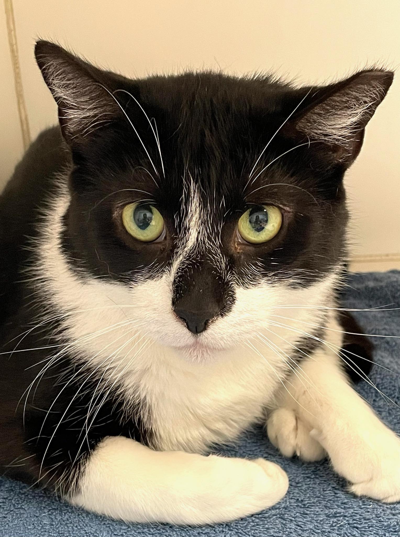 McFlurry, a Adoptable Domestic Short Hair in Norwalk, CT image 4/4